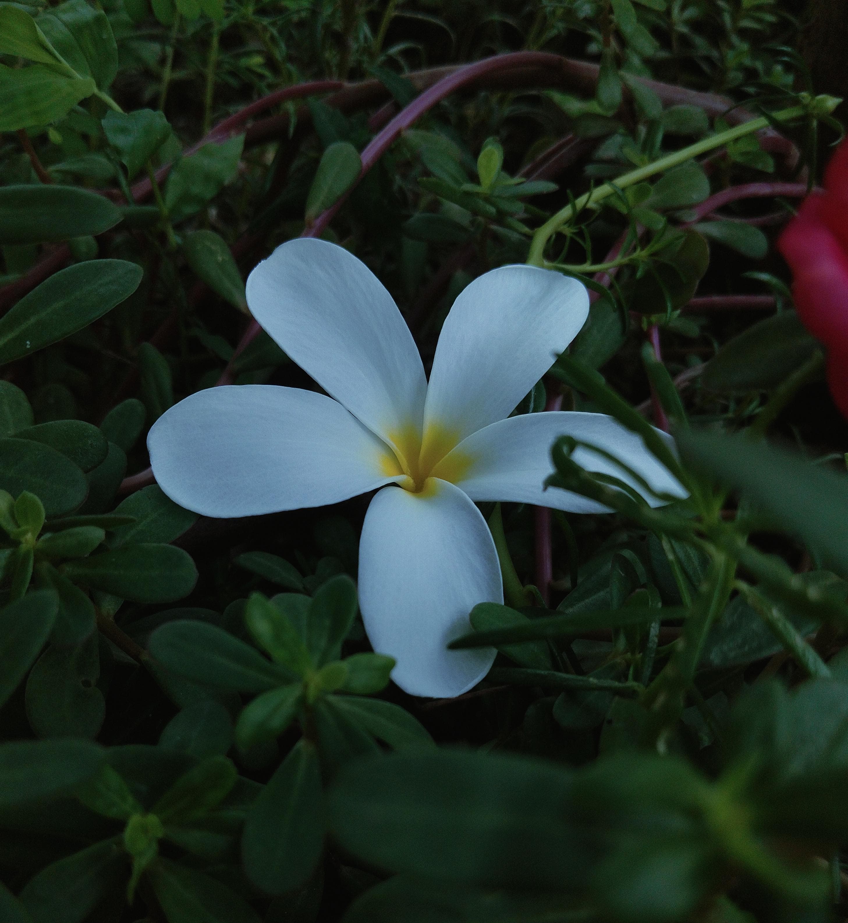 Iron Man — Developer